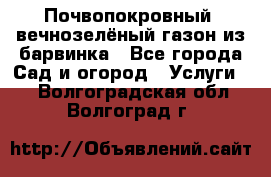 Почвопокровный, вечнозелёный газон из барвинка - Все города Сад и огород » Услуги   . Волгоградская обл.,Волгоград г.